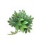 Yapay Salon Köşe Çiçeği Japon Çınar 80 cm (Saksısız) 3
