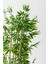 Yapay Bambu Ağacı 185 cm 3