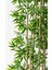 Yapay Bambu Ağacı 185 cm 4