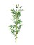Yapay Bambu Çubuğu 110 cm (Yoğun) 1