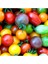 Gökkuşağı Cherry Domates Tohumu Regarenk Domates Tohumu 10 Adet Tohum 2