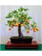 Bodur Bonsai Portakal Ağacı Tohumu Bonsai Portakal Ağacı Tohumu 3 Adet Tohum 1