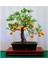 Bodur Bonsai Portakal Ağacı Tohumu Bonsai Portakal Ağacı Tohumu 3 Adet Tohum 1