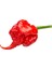 Murattohumculuk Dünyanın En Acı Biberi Tohumu (Carolina Reaper) 5 Adet Tohum 1