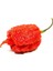 Murattohumculuk Dünyanın En Acı Biberi Tohumu (Carolina Reaper) 5 Adet Tohum 2