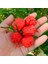 Murattohumculuk Dünyanın En Acı Biberi Tohumu (Carolina Reaper) 5 Adet Tohum 5