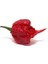 Murattohumculuk Dünyanın En Acı Biber Tohumu Ekim Seti (Carolina Reaper) 2