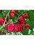 Murattohumculuk Dünyanın En Acı Biber Tohumu Ekim Seti (Carolina Reaper) 3
