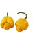 Murattohumculuk Dünyanın En Acı Biber Tohumu Sarı Renk Ekim Seti (Carolina Reaper) 1