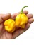 Murattohumculuk Dünyanın En Acı Biber Tohumu Sarı Renk Ekim Seti (Carolina Reaper) 2