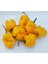 Murattohumculuk Dünyanın En Acı Biber Tohumu Sarı Renk Ekim Seti (Carolina Reaper) 4