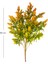 Yapay Çiçekli Bitki Turuncu-Yeşil 55 Cm. 4