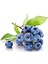 Yaban Mersini Tohumu Blueberry Tohumu 10 Adet Tohum 1