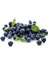 Yaban Mersini Tohumu Blueberry Tohumu 10 Adet Tohum 3