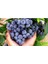 Yaban Mersini Tohumu Blueberry Tohumu 10 Adet Tohum 4