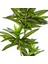 Yapay Dracena Gerçek Dokulu 72 Cm. 2