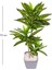 Yapay Dracena Gerçek Dokulu 72 Cm. 3