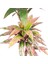 Yapay Dracena Gerçek Dokulu 90 Cm. 2