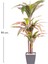 Yapay Dracena Gerçek Dokulu 90 Cm. 3