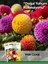 30 Adet Yıldız (Dahlia) Çiçek Tohumu 1