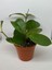 Mum Çiçeği Hoya Carnosa Fidesi 12 cm Lik Saksıda 3