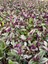 Tradescantia Nanouk Pembe Telgraf Çiçeği Ithal 12.cm.büyük Boy Saksıda 2