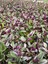 Tradescantia Nanouk Pembe Telgraf Çiçeği Ithal 12.cm.büyük Boy Saksıda 3