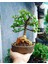 Dekoratif Taş Saksıda Bonsai Para Ağacı 1