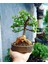 Dekoratif Taş Saksıda Bonsai Para Ağacı 2