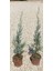 Aşılı Mavi Servi (40-50cm) (2'li) 1