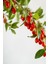 ( Kurt Üzümü ) Goji Berry Fidanı 2 Yaş 2