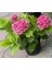 Fuşya Canlı Çiçek Ortanca Pembe Hydrangea Macrophylla 10-20 cm 1