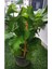 Fuşya Canlı Çiçek Ortanca Pembe Hydrangea Macrophylla 10-20 cm 2