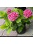 Fuşya Canlı Çiçek Ortanca Pembe Hydrangea Macrophylla 10-20 cm 3