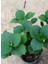 Fuşya Canlı Çiçek Ortanca Pembe Hydrangea Macrophylla 10-20 cm 4