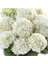 1 Adet Beyaz Ortanca Hydrangea Macrophylla 10-20 cm 2