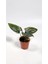 Plant Momzie Syngonium Erythrophyllum Red Arrow 1