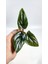 Plant Momzie Syngonium Erythrophyllum Red Arrow 2