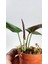 Plant Momzie Syngonium Erythrophyllum Red Arrow 3