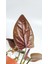 Plant Momzie Syngonium Erythrophyllum Red Arrow 5