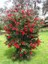 Fırça Çalısı Callistemon, Saksıda, Promosyon 1