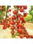 Agrobazaar Sarkan Cherry Domates + 25 Adet Tohum + (Saksı Toprak Seti ) 2