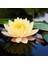 4 Adet Karışık Renklerde Lotus (Nilüfer) Çiçeği Tohumu 2