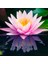 4 Adet Karışık Renklerde Lotus (Nilüfer) Çiçeği Tohumu 4