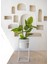 Yapay Ficus Altissima Ağacı Yeşil 90 cm 2