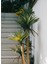 Yapay Yucca Ağacı Yeşil 180 cm 3