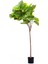 Yapay Ficus Umbellata Ağacı Yeşil 150 cm 1