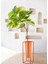 Yapay Ficus Umbellata Ağacı Yeşil 150 cm 2