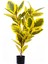 Yapay Ficus Altissima Ağacı Sarı Yeşil 120 cm 1