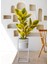 Yapay Ficus Altissima Ağacı Sarı Yeşil 120 cm 2